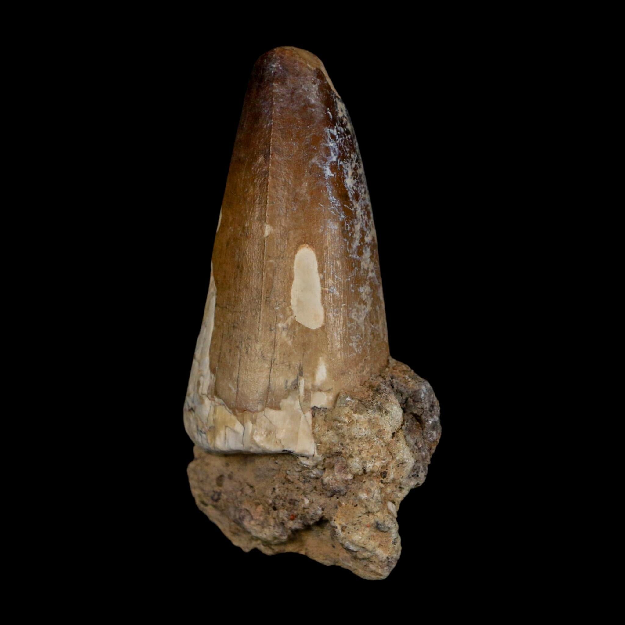 2.3" Sarcosuchus Imperator Crocodile Fossil Tooth Elrhaz FM Cretaceous Niger COA - Fossil Age Minerals
