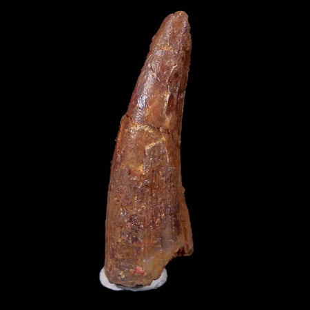 1.1" Pterosaur Coloborhynchus Fossil Tooth Upper Cretaceous Morocco COA & Display