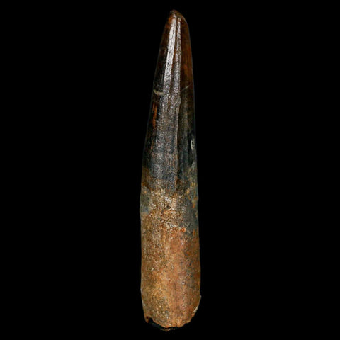 XL 3.3" Spinosaurus Fossil Tooth 100 Million Years Old Cretaceous Dinosaur COA - Fossil Age Minerals