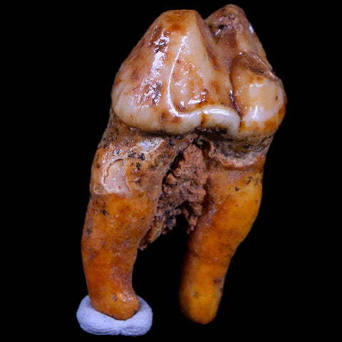 1.4" Extinct Cave Bear Ursus Spelaeus Pre-Molar Tooth Rooted Pleistocene Age COA - Fossil Age Minerals