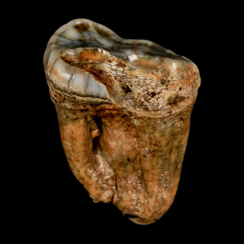 1.5" Extinct Cave Bear Ursus Spelaeus Pre-Molar Tooth Rooted Pleistocene Age COA