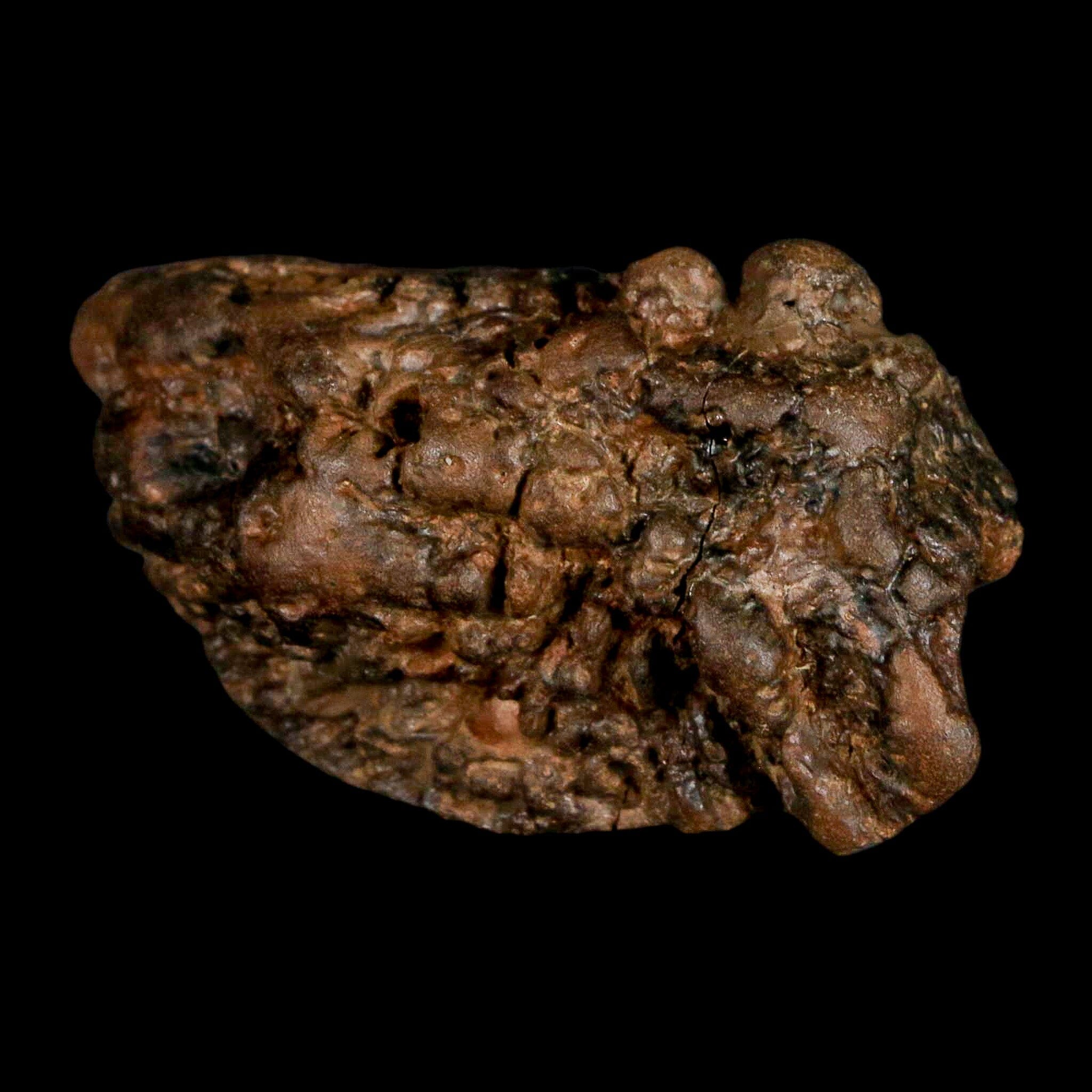2.5" Pachycephalosaurus Fossil Skull Knobs Section Montana Cretaceous Dinosaur COA - Fossil Age Minerals