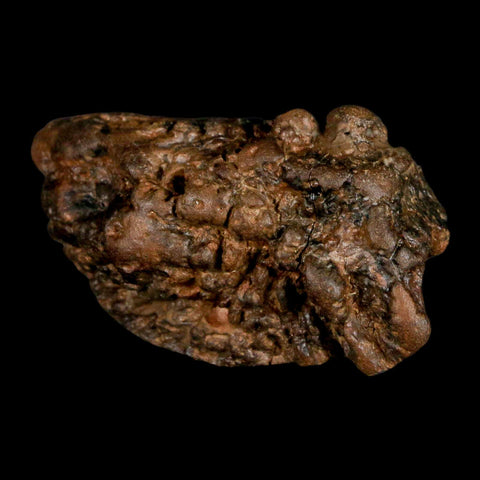2.5" Pachycephalosaurus Fossil Skull Knobs Section Montana Cretaceous Dinosaur COA - Fossil Age Minerals