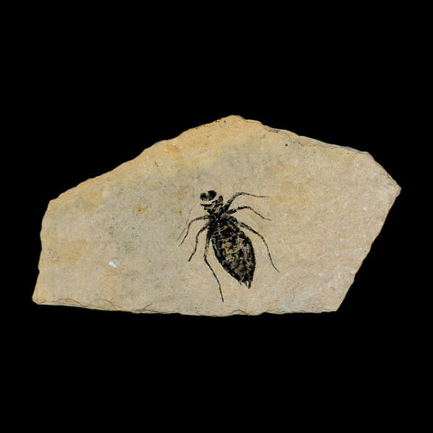0.9" Dragonfly Larvae Fossil Libellula Doris Plate Upper Miocene Piedmont Italy Display - Fossil Age Minerals