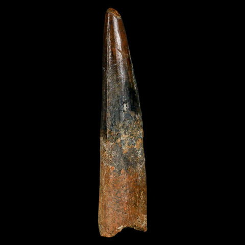 XL 3.3" Spinosaurus Fossil Tooth 100 Million Years Old Cretaceous Dinosaur COA - Fossil Age Minerals