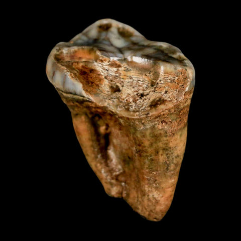 1.5" Extinct Cave Bear Ursus Spelaeus Pre-Molar Tooth Rooted Pleistocene Age COA