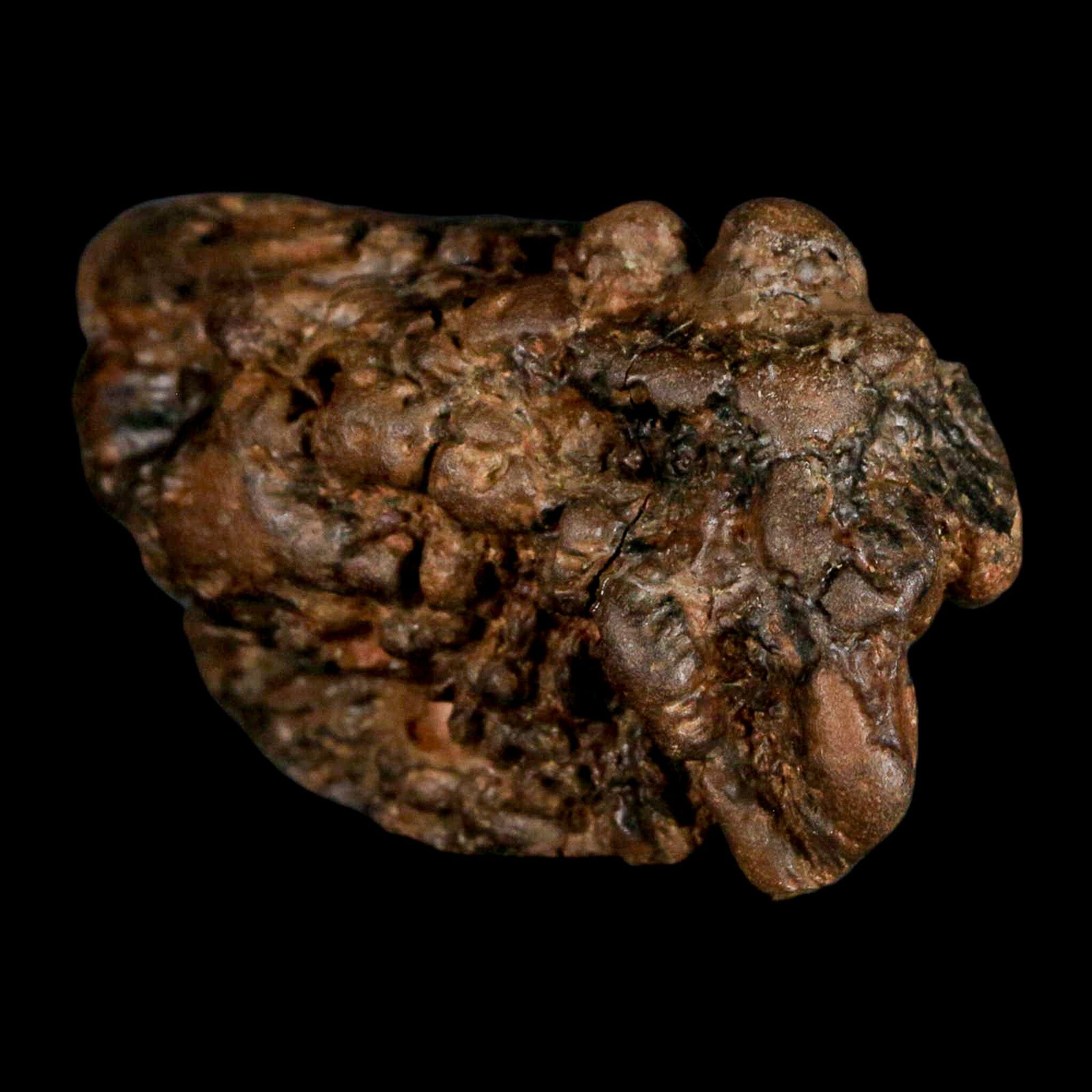 2.5" Pachycephalosaurus Fossil Skull Knobs Section Montana Cretaceous Dinosaur COA - Fossil Age Minerals