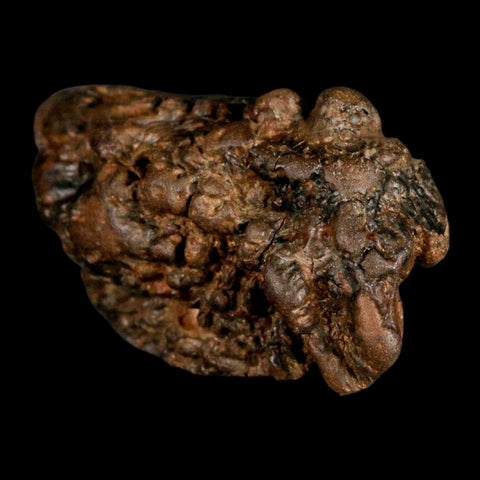 2.5" Pachycephalosaurus Fossil Skull Knobs Section Montana Cretaceous Dinosaur COA - Fossil Age Minerals