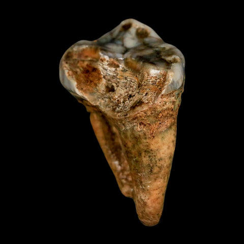 1.5" Extinct Cave Bear Ursus Spelaeus Pre-Molar Tooth Rooted Pleistocene Age COA