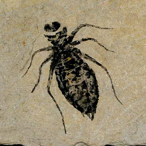0.9" Dragonfly Larvae Fossil Libellula Doris Plate Upper Miocene Piedmont Italy Display - Fossil Age Minerals