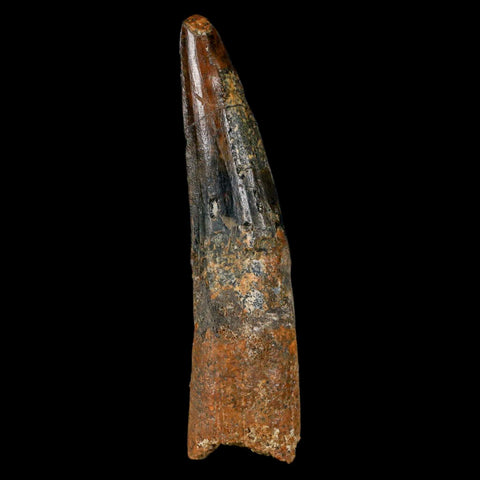 XL 3.3" Spinosaurus Fossil Tooth 100 Million Years Old Cretaceous Dinosaur COA - Fossil Age Minerals