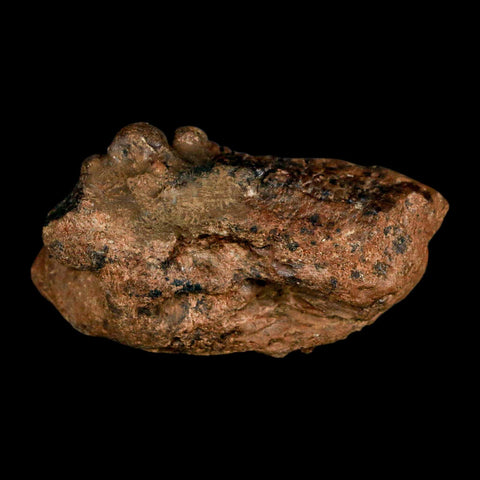 2.5" Pachycephalosaurus Fossil Skull Knobs Section Montana Cretaceous Dinosaur COA - Fossil Age Minerals