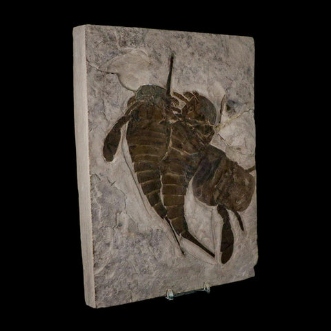3 Three Eurypterus Sea Scorpion Fossil Eurypterid Silurian 420 Mil Yrs Old New York Stand - Fossil Age Minerals