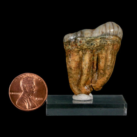 1.5" Extinct Cave Bear Ursus Spelaeus Pre-Molar Tooth Rooted Pleistocene Age COA