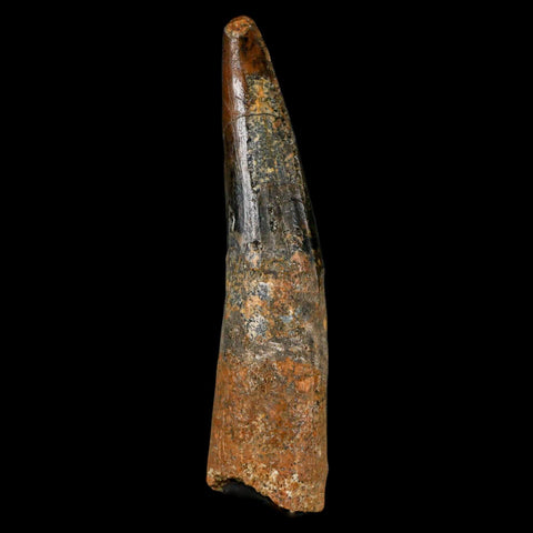 XL 3.3" Spinosaurus Fossil Tooth 100 Million Years Old Cretaceous Dinosaur COA - Fossil Age Minerals