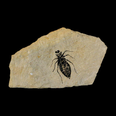0.9" Dragonfly Larvae Fossil Libellula Doris Plate Upper Miocene Piedmont Italy Display - Fossil Age Minerals