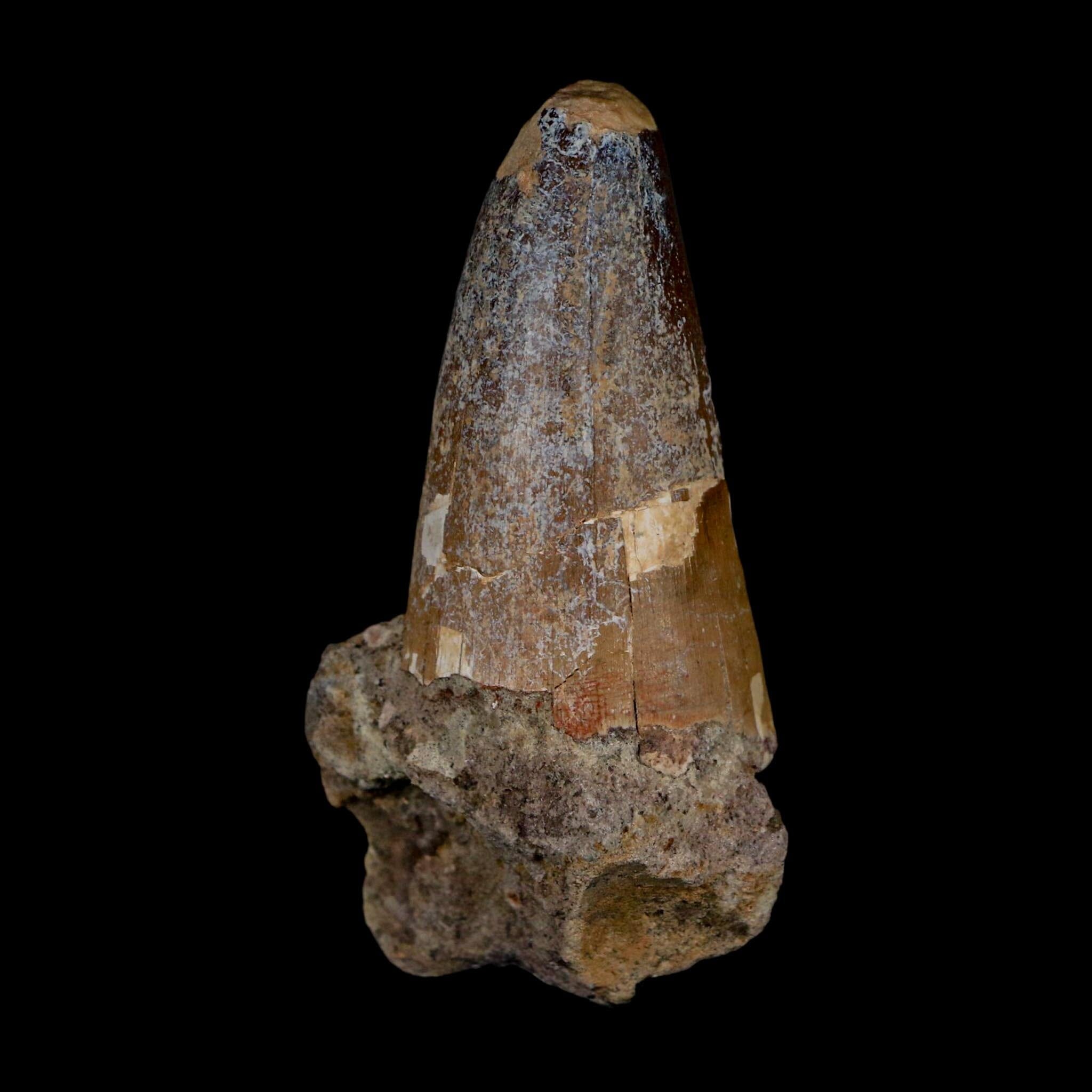 2.3" Sarcosuchus Imperator Crocodile Fossil Tooth Elrhaz FM Cretaceous Niger COA - Fossil Age Minerals