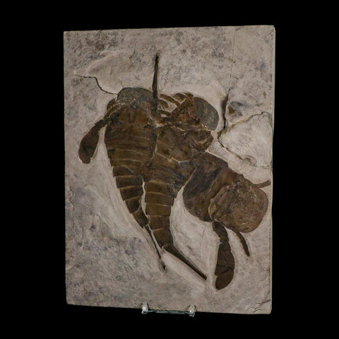 3 Three Eurypterus Sea Scorpion Fossil Eurypterid Silurian 420 Mil Yrs Old New York Stand - Fossil Age Minerals