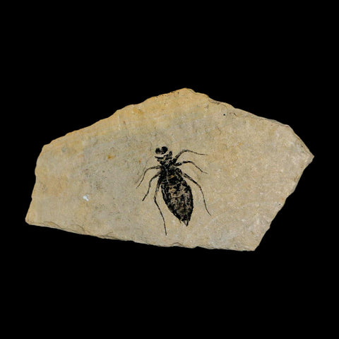 0.9" Dragonfly Larvae Fossil Libellula Doris Plate Upper Miocene Piedmont Italy Display - Fossil Age Minerals