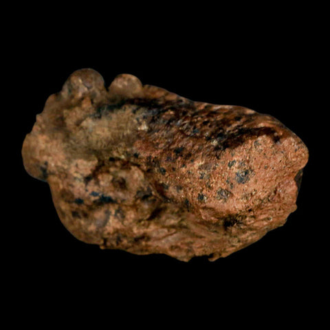 2.5" Pachycephalosaurus Fossil Skull Knobs Section Montana Cretaceous Dinosaur COA - Fossil Age Minerals