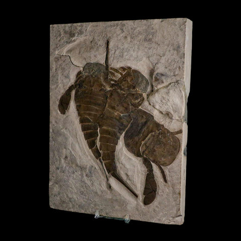 3 Three Eurypterus Sea Scorpion Fossil Eurypterid Silurian 420 Mil Yrs Old New York Stand - Fossil Age Minerals
