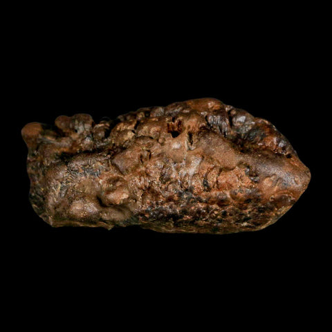 2.5" Pachycephalosaurus Fossil Skull Knobs Section Montana Cretaceous Dinosaur COA - Fossil Age Minerals