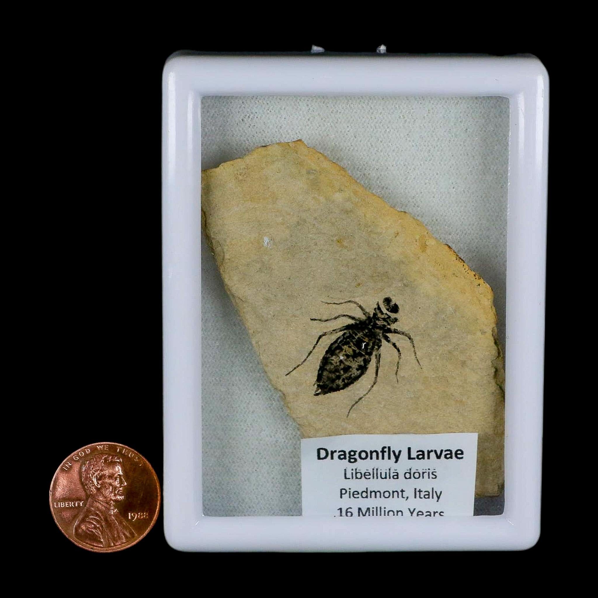 0.9" Dragonfly Larvae Fossil Libellula Doris Plate Upper Miocene Piedmont Italy Display - Fossil Age Minerals