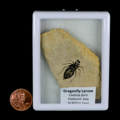 0.9" Dragonfly Larvae Fossil Libellula Doris Plate Upper Miocene Piedmont Italy Display - Fossil Age Minerals