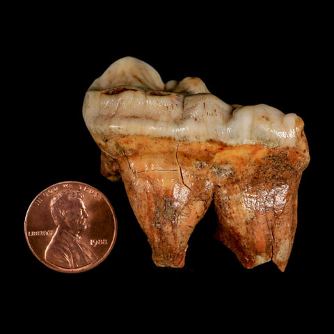 1.8" Extinct Cave Bear Ursus Spelaeus Molar Tooth Rooted Pleistocene Age COA