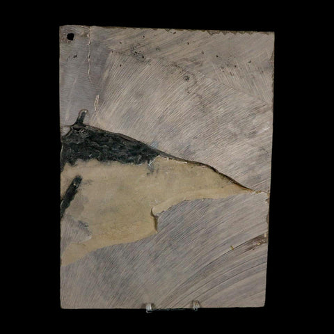 3 Three Eurypterus Sea Scorpion Fossil Eurypterid Silurian 420 Mil Yrs Old New York Stand - Fossil Age Minerals