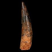 XL 3.5" Spinosaurus Fossil Tooth 100 Million Years Old Cretaceous Dinosaur COA