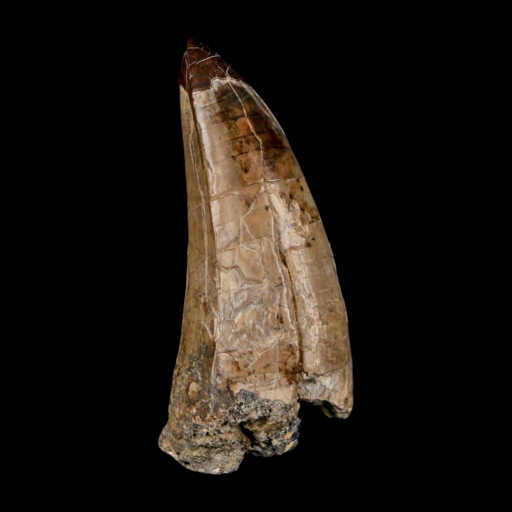XL 2.8" Sarcosuchus Imperator Crocodile Fossil Tooth Elrhaz FM Cretaceous Niger COA - Fossil Age Minerals