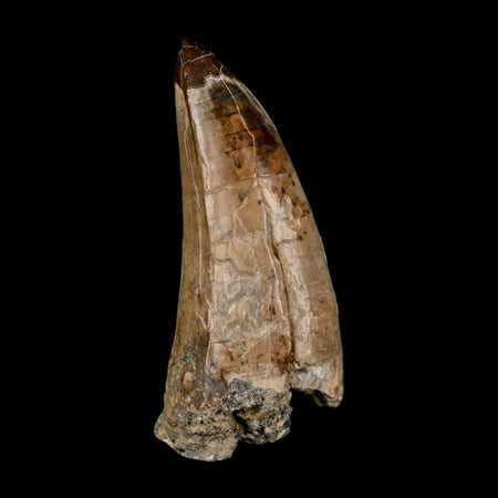 XL 2.8" Sarcosuchus Imperator Crocodile Fossil Tooth Elrhaz FM Cretaceous Niger COA