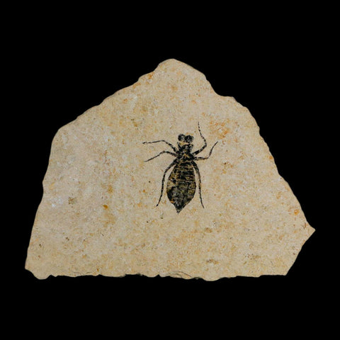 0.9" Dragonfly Larvae Fossil Libellula Doris Plate Upper Miocene Piedmont Italy Display - Fossil Age Minerals