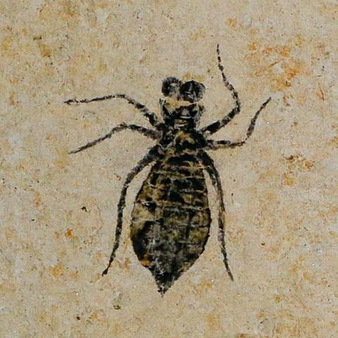 0.9" Dragonfly Larvae Fossil Libellula Doris Plate Upper Miocene Piedmont Italy Display - Fossil Age Minerals