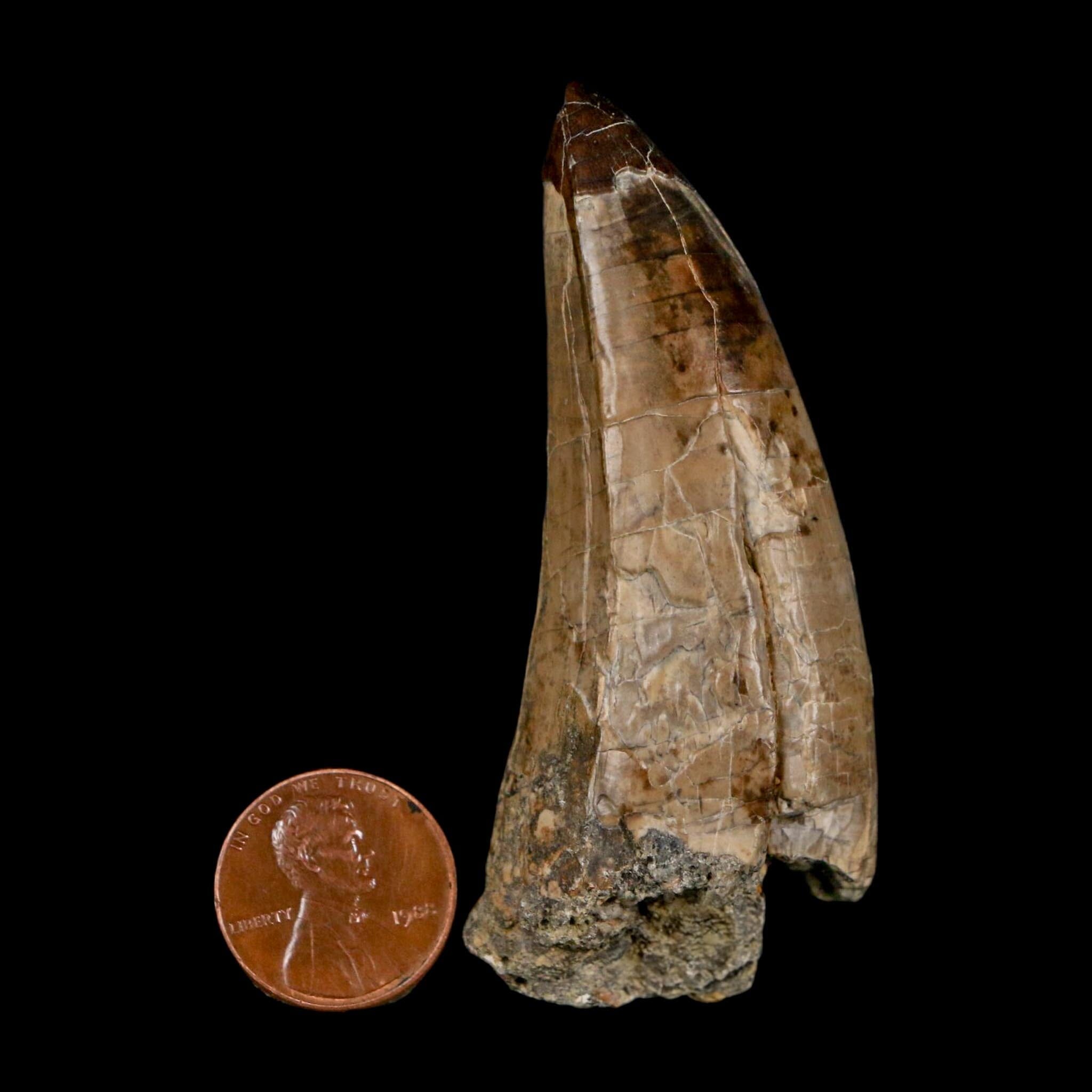 XL 2.8" Sarcosuchus Imperator Crocodile Fossil Tooth Elrhaz FM Cretaceous Niger COA - Fossil Age Minerals