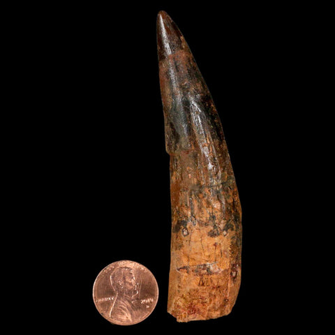 XL 3.5" Spinosaurus Fossil Tooth 100 Million Years Old Cretaceous Dinosaur COA - Fossil Age Minerals