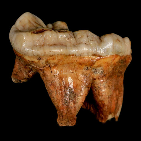 1.8" Extinct Cave Bear Ursus Spelaeus Molar Tooth Rooted Pleistocene Age COA