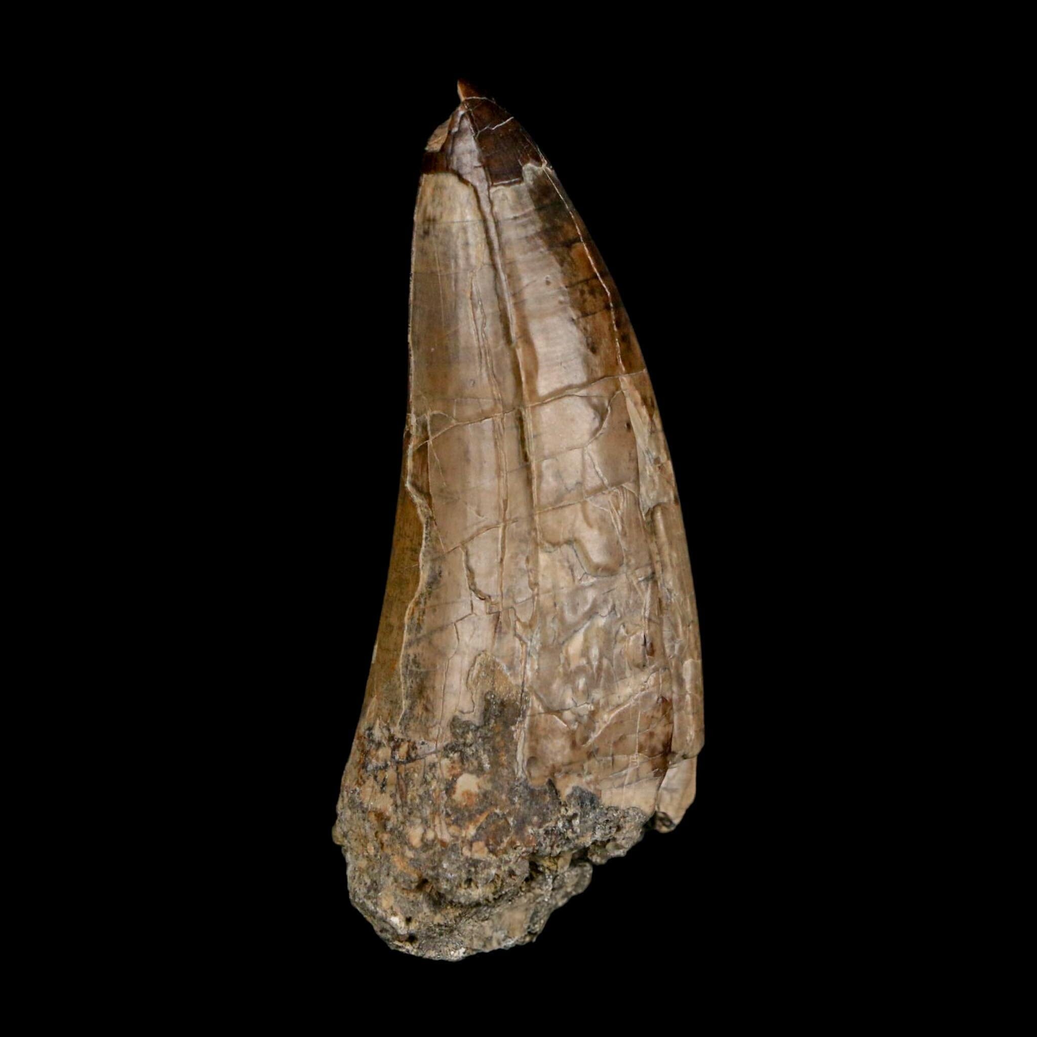 XL 2.8" Sarcosuchus Imperator Crocodile Fossil Tooth Elrhaz FM Cretaceous Niger COA - Fossil Age Minerals