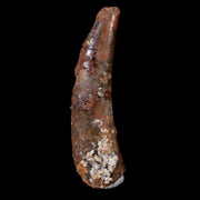 1.2" Pterosaur Coloborhynchus Fossil Tooth Upper Cretaceous Morocco COA & Display