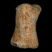 1.8" Hadrosaur Dinosaur Fossil Toe Bone Judith River Formation Montana COA
