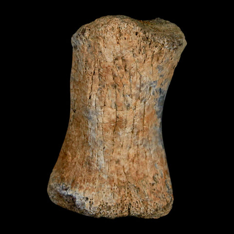 1.8" Hadrosaur Dinosaur Fossil Toe Bone Judith River Formation Montana COA - Fossil Age Minerals