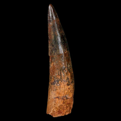 XL 3.5" Spinosaurus Fossil Tooth 100 Million Years Old Cretaceous Dinosaur COA - Fossil Age Minerals