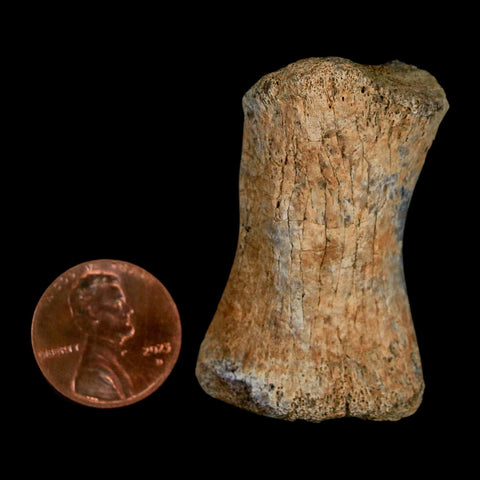 1.8" Hadrosaur Dinosaur Fossil Toe Bone Judith River Formation Montana COA - Fossil Age Minerals