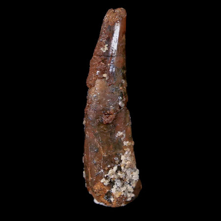1.2" Pterosaur Coloborhynchus Fossil Tooth Upper Cretaceous Morocco COA & Display