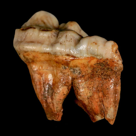 1.8" Extinct Cave Bear Ursus Spelaeus Molar Tooth Rooted Pleistocene Age COA