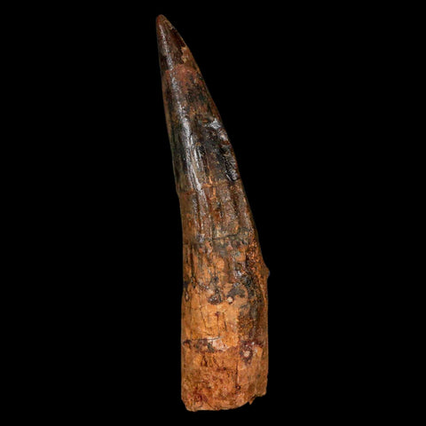 XL 3.5" Spinosaurus Fossil Tooth 100 Million Years Old Cretaceous Dinosaur COA - Fossil Age Minerals