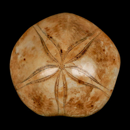 63MM Pygurus Marmonti Sea Urchin Fossil Sand Dollar Jurassic Age Madagascar