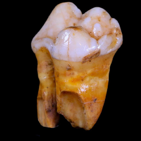 1.2" Extinct Cave Bear Ursus Spelaeus Pre-Molar Tooth Rooted Pleistocene Age COA - Fossil Age Minerals