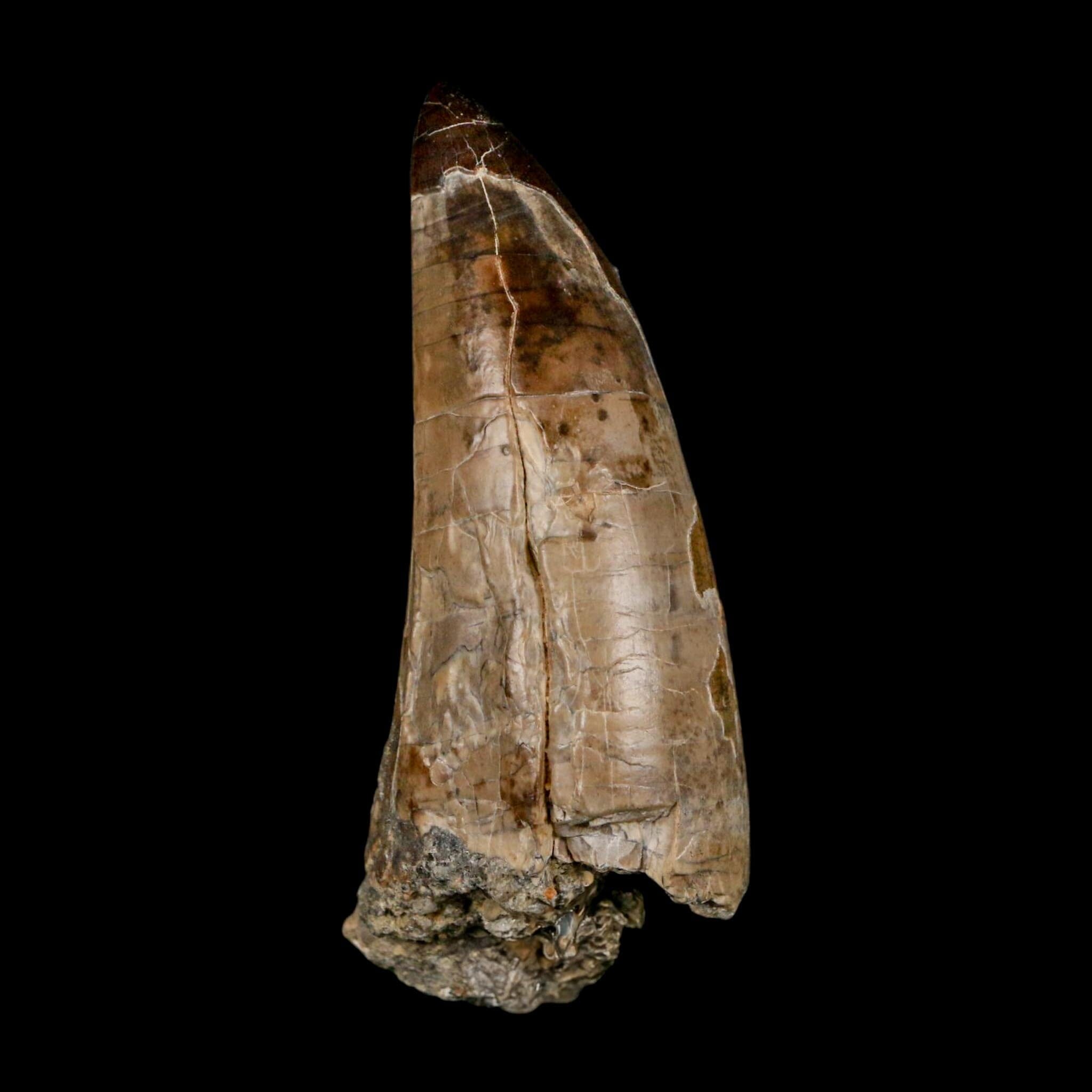 XL 2.8" Sarcosuchus Imperator Crocodile Fossil Tooth Elrhaz FM Cretaceous Niger COA - Fossil Age Minerals